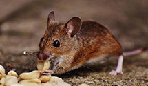 hospital-and-healthcare-facility-pest-management Experts in Brimson
